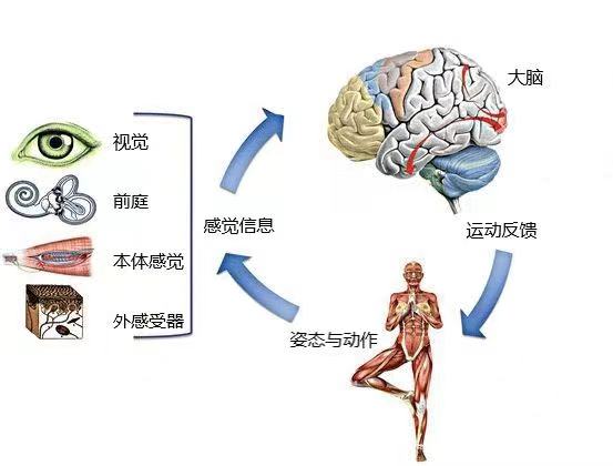 平衡功能的评定与训练